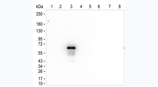 Human IgG3 Antibody in Western Blot (WB)
