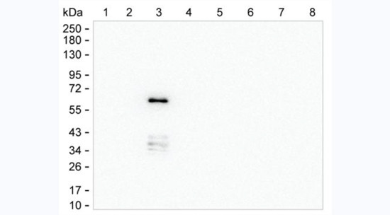 Human IgG3 Antibody in Western Blot (WB)