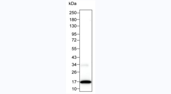 IL-2 Antibody in Western Blot (WB)