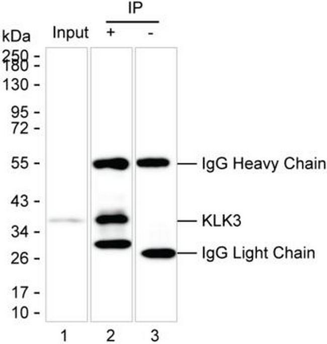 PSA Antibody in Immunoprecipitation (IP)