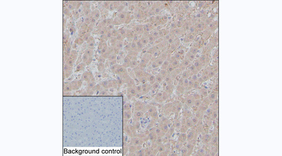 alpha-1 Microglobulin Antibody in Immunohistochemistry (Paraffin) (IHC (P))