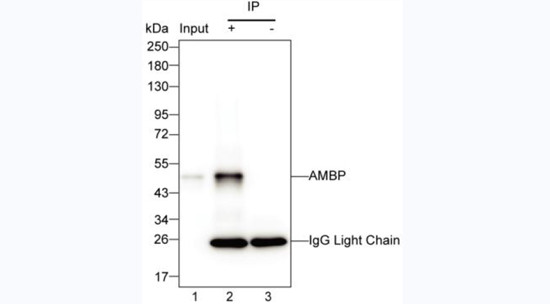 alpha-1 Microglobulin Antibody in Immunoprecipitation (IP)