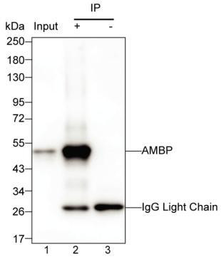 alpha-1 Microglobulin Antibody in Immunoprecipitation (IP)