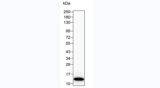 Cardiac Troponin I Antibody in Immunohistochemistry (Paraffin) (IHC (P))