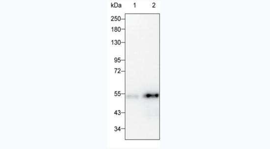 GATA3 Antibody in Western Blot (WB)