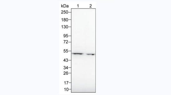 GATA3 Antibody in Western Blot (WB)