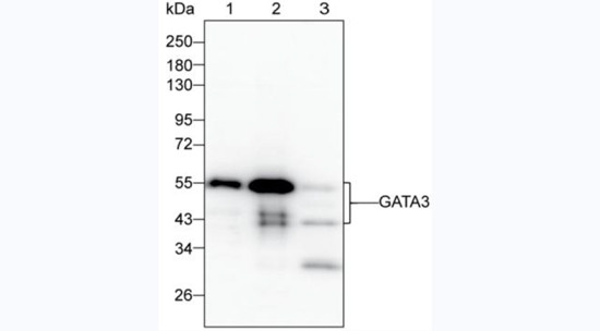 GATA3 Antibody in Western Blot (WB)