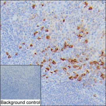 Human IgG Antibody in Immunohistochemistry (Paraffin) (IHC (P))