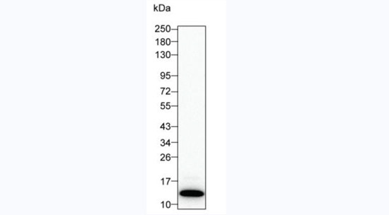 IL-8 (CXCL8) Antibody in Western Blot (WB)