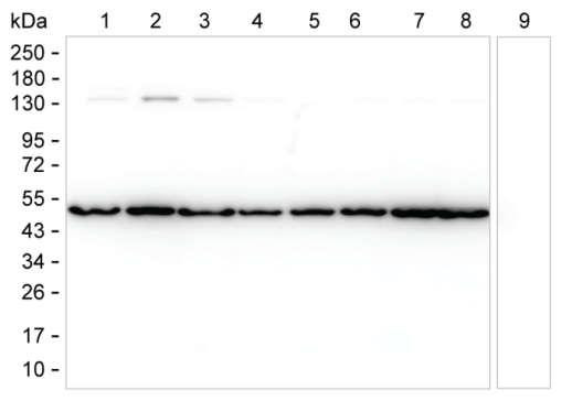 ENO1 Antibody in Western Blot (WB)