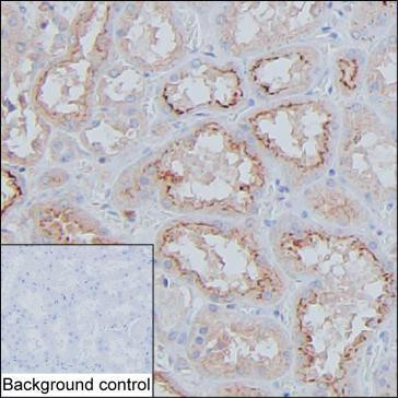 Cystatin C Antibody in Immunohistochemistry (Paraffin) (IHC (P))