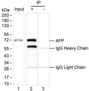 AFP Antibody in Immunoprecipitation (IP)