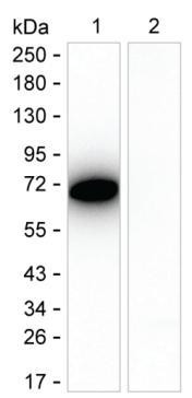 AFP Antibody in Western Blot (WB)