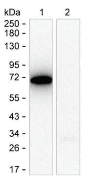 AFP Antibody in Western Blot (WB)