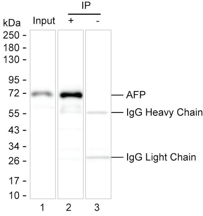 AFP Antibody in Immunoprecipitation (IP)