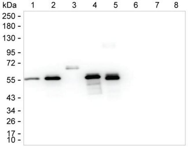 Human IgG2 Antibody in Western Blot (WB)