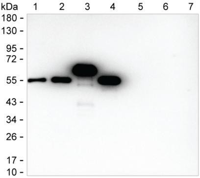 Human IgG Antibody in Western Blot (WB)