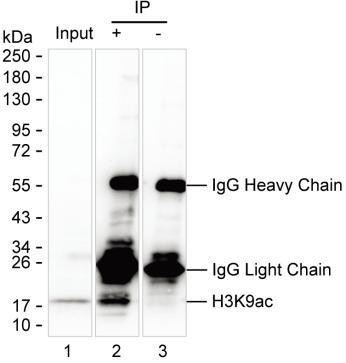 H3K9ac Antibody in Immunoprecipitation (IP)