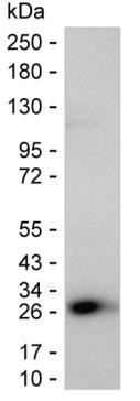 J Chain Antibody in Western Blot (WB)