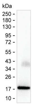 Interferon alpha-2 Antibody in Western Blot (WB)