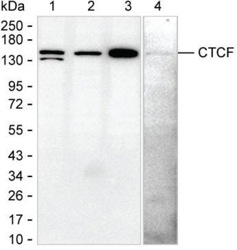 CTCF Antibody in Western Blot (WB)