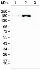 CLASP1 Antibody in Western Blot (WB)