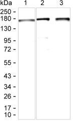 CLASP2 Antibody in Western Blot (WB)