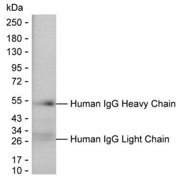 Human IgG Antibody in Western Blot (WB)