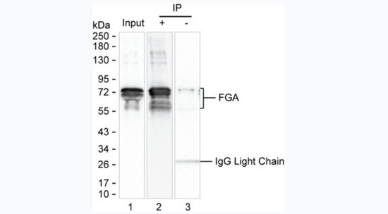 Fibrinogen Antibody in Immunoprecipitation (IP)