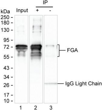 Fibrinogen alpha chain Antibody in Immunoprecipitation (IP)