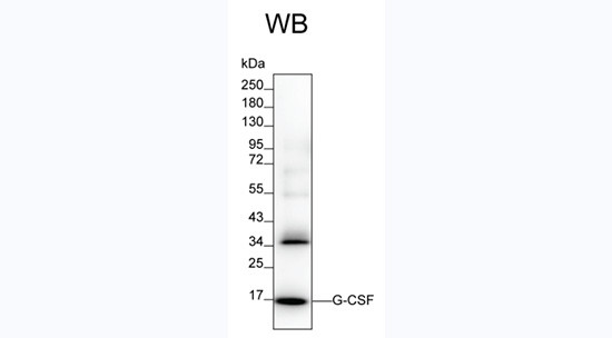 G-CSF Antibody in Western Blot (WB)