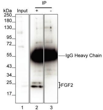 FGF2 Antibody in Immunoprecipitation (IP)