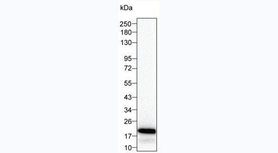 IL-11 Antibody in Western Blot (WB)