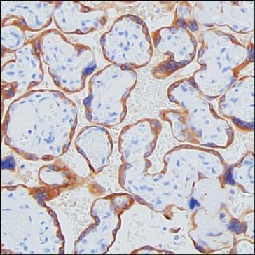 Growth Hormone Antibody in Immunohistochemistry (Paraffin) (IHC (P))