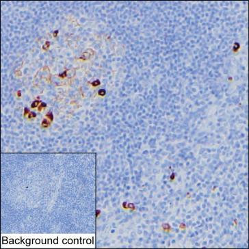 Human IgM Antibody in Immunohistochemistry (Paraffin) (IHC (P))