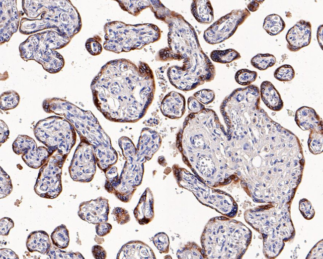 Phospho-eNOS (Ser1177) Antibody in Immunohistochemistry (Paraffin) (IHC (P))