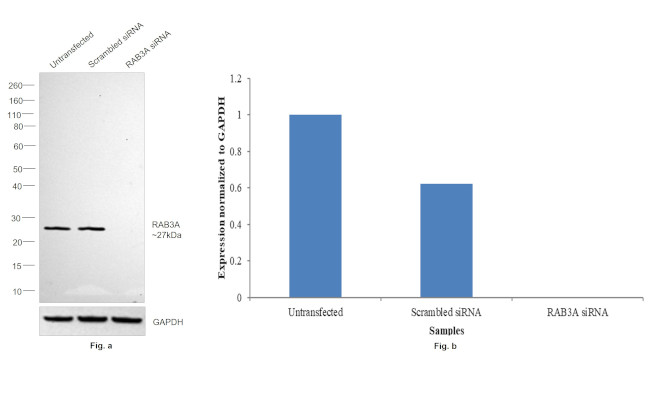 RAB3A Antibody