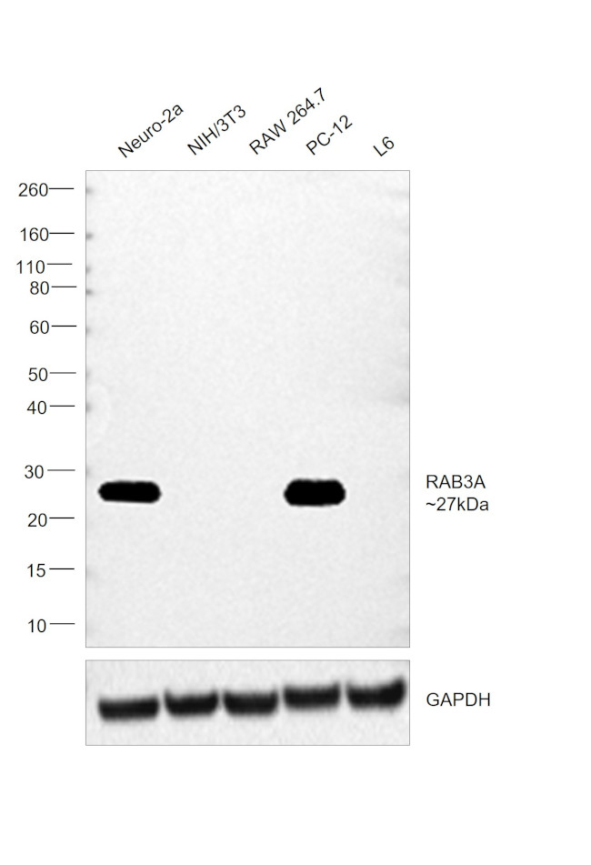 RAB3A Antibody