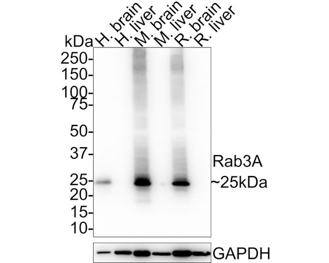 RAB3A Antibody in Western Blot (WB)