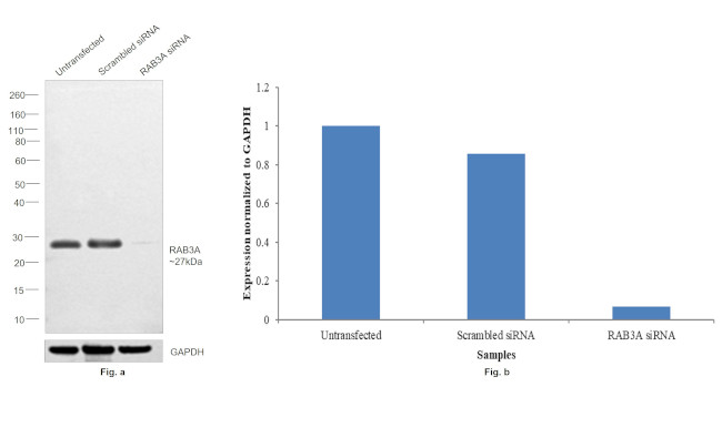 RAB3A Antibody in Western Blot (WB)