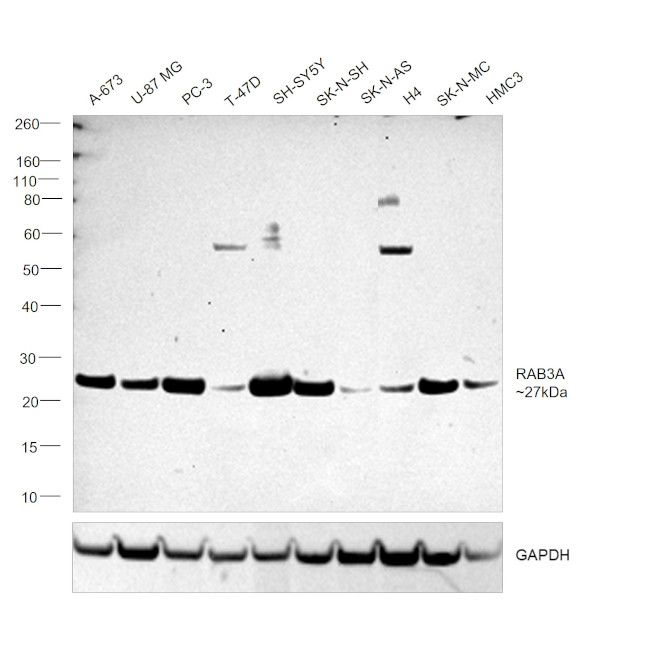 RAB3A Antibody in Western Blot (WB)