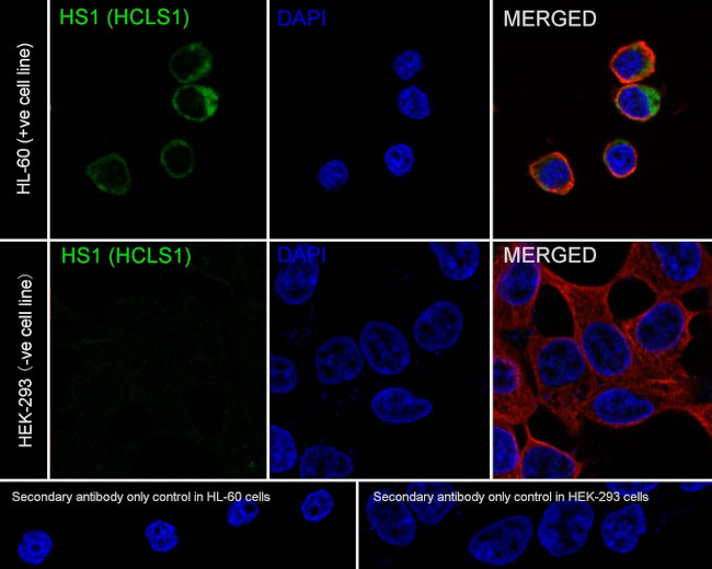 HCLS1 Antibody in Immunocytochemistry (ICC/IF)