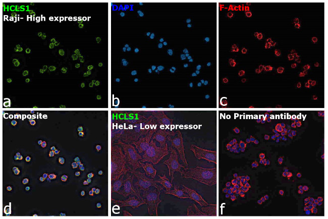 HCLS1 Antibody in Immunocytochemistry (ICC/IF)