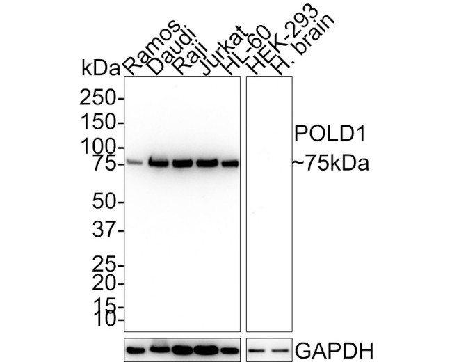 HCLS1 Antibody in Western Blot (WB)