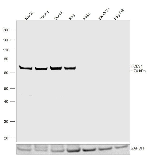 HCLS1 Antibody in Western Blot (WB)