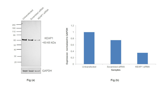 KEAP1 Antibody