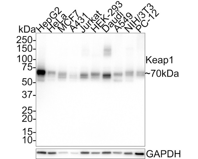 KEAP1 Antibody in Western Blot (WB)