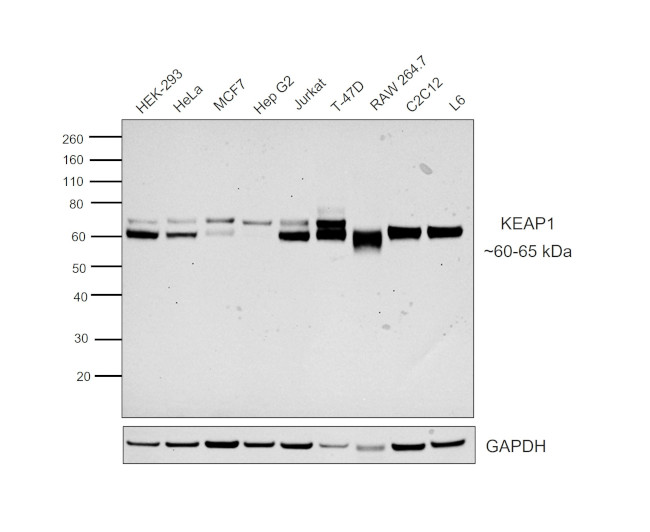 KEAP1 Antibody in Western Blot (WB)