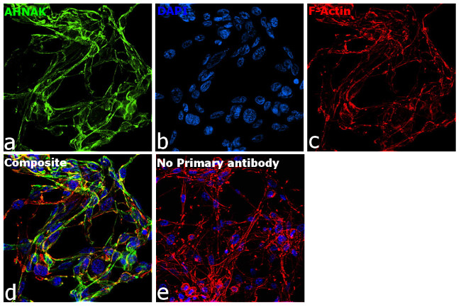 AHNAK Antibody in Immunocytochemistry (ICC/IF)