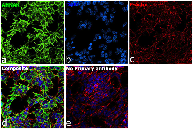 AHNAK Antibody in Immunocytochemistry (ICC/IF)